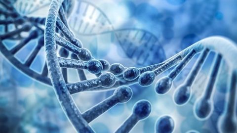 Strands of DNA